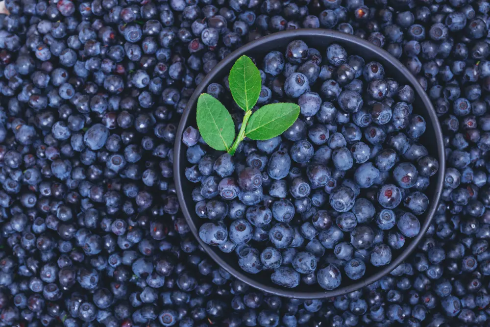 Bilberry Eye Health